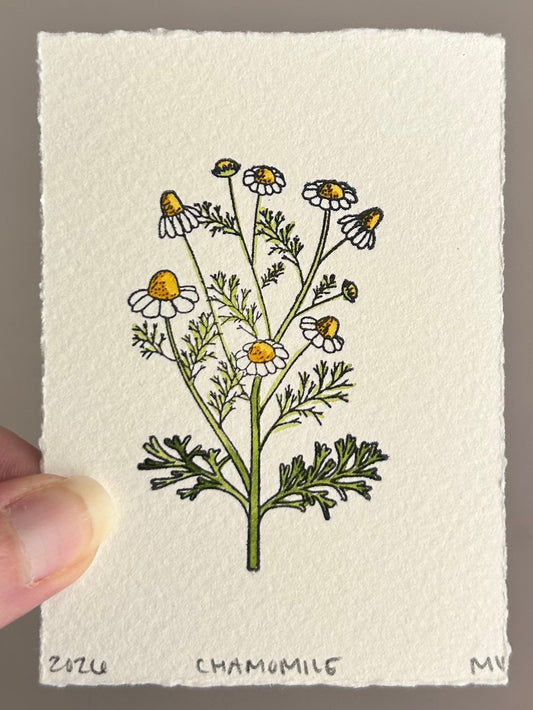 Watercolor Original Botanical Mini - Chamomile